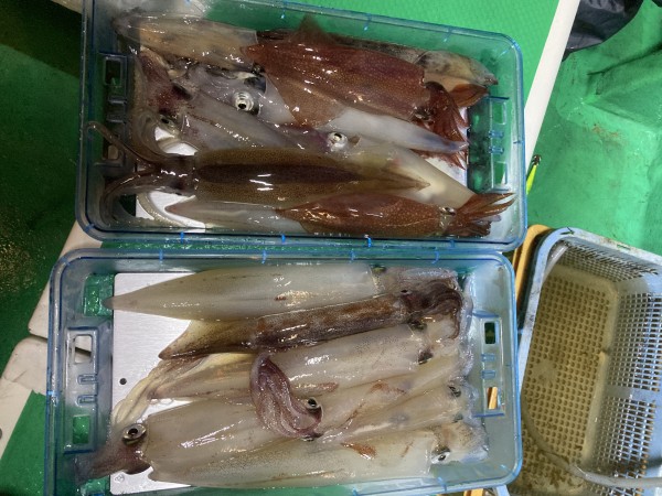 釣果写真
