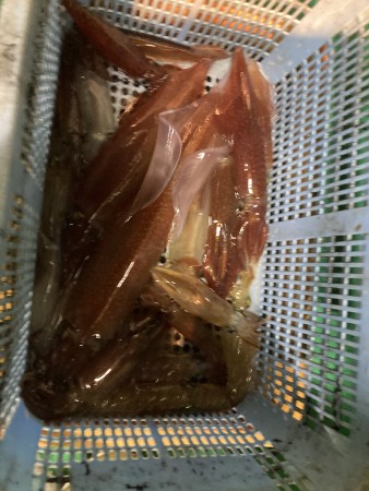 釣果写真
