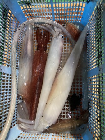 釣果写真