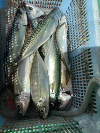 釣果写真