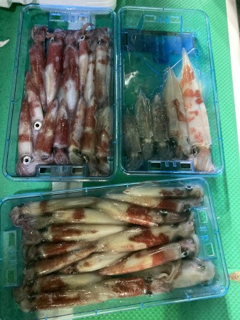 釣果写真