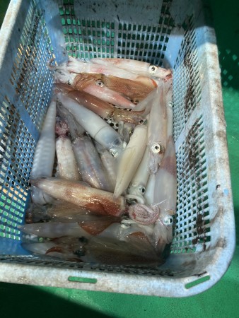 釣果写真