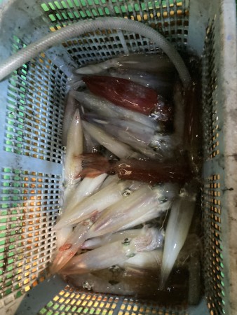 釣果写真