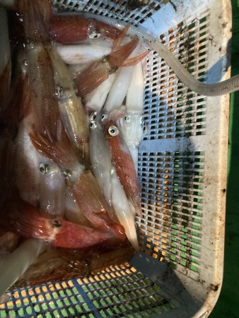 釣果写真
