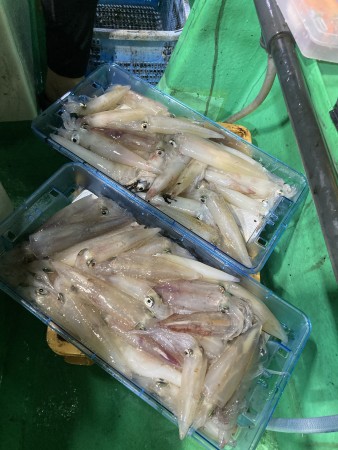 釣果写真