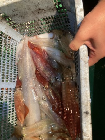 釣果写真