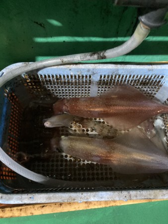 釣果写真