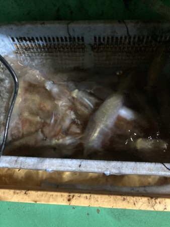 釣果写真