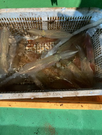 釣果写真