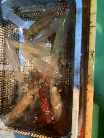 釣果写真