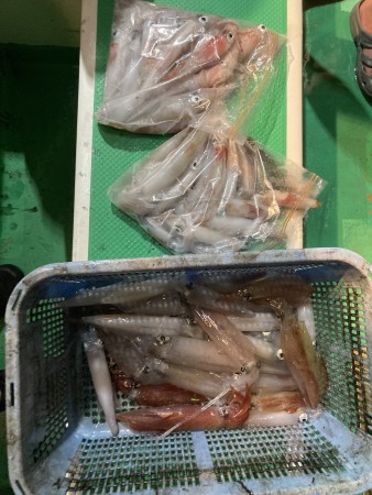 釣果写真
