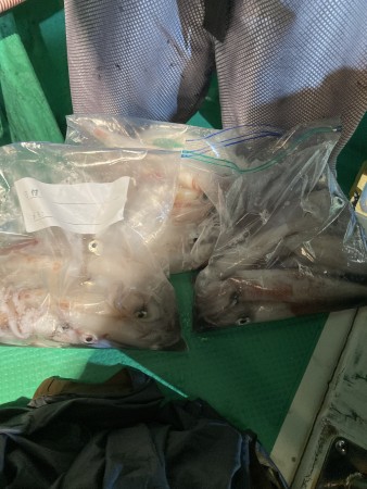 釣果写真