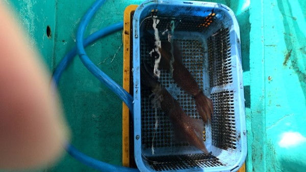 釣果写真