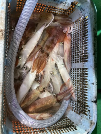 釣果写真