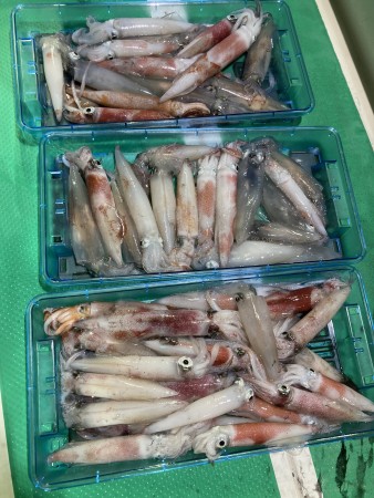 釣果写真
