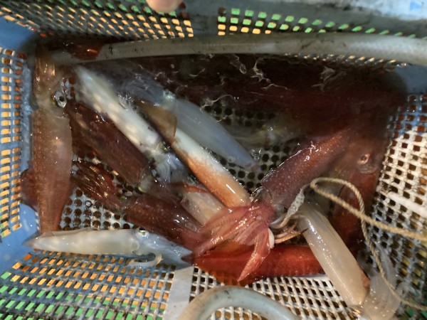 釣果写真