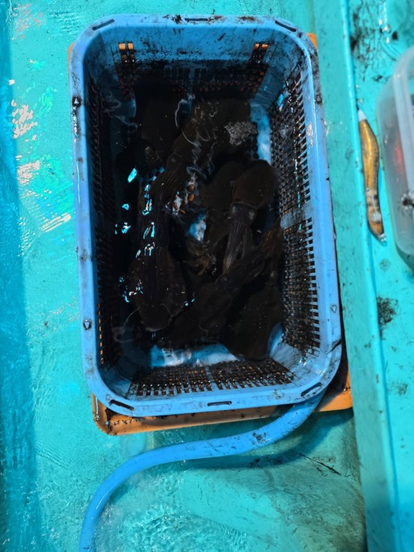 釣果写真
