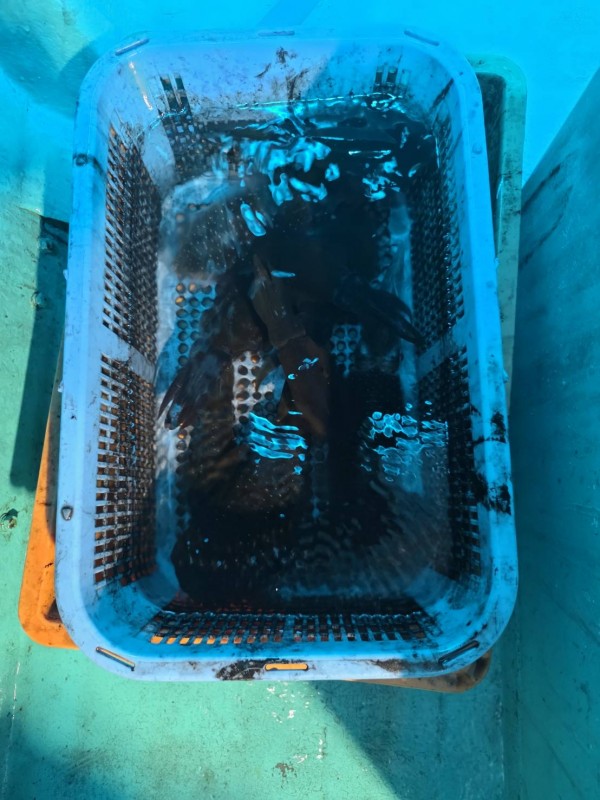 釣果写真