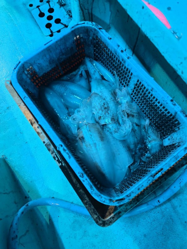 釣果写真