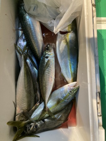 釣果写真
