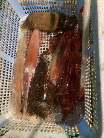 釣果写真