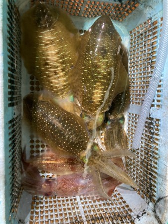 釣果写真