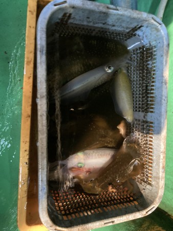 釣果写真