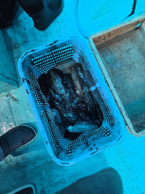 釣果写真