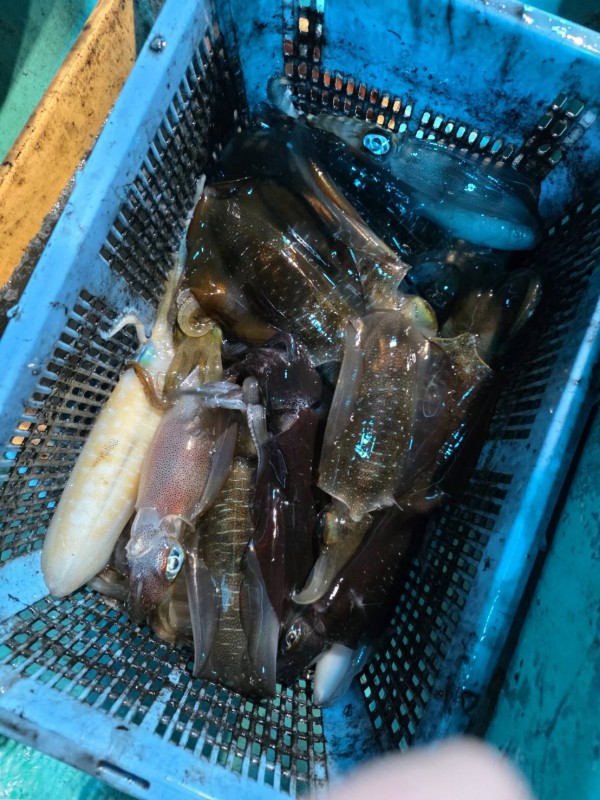 釣果写真