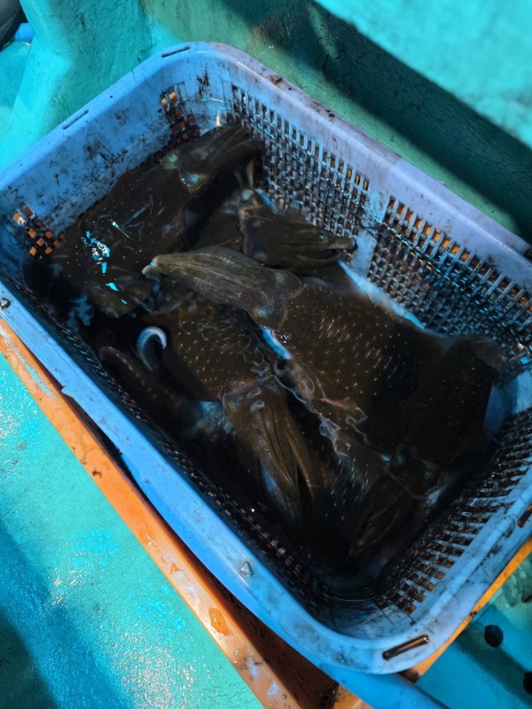 釣果写真