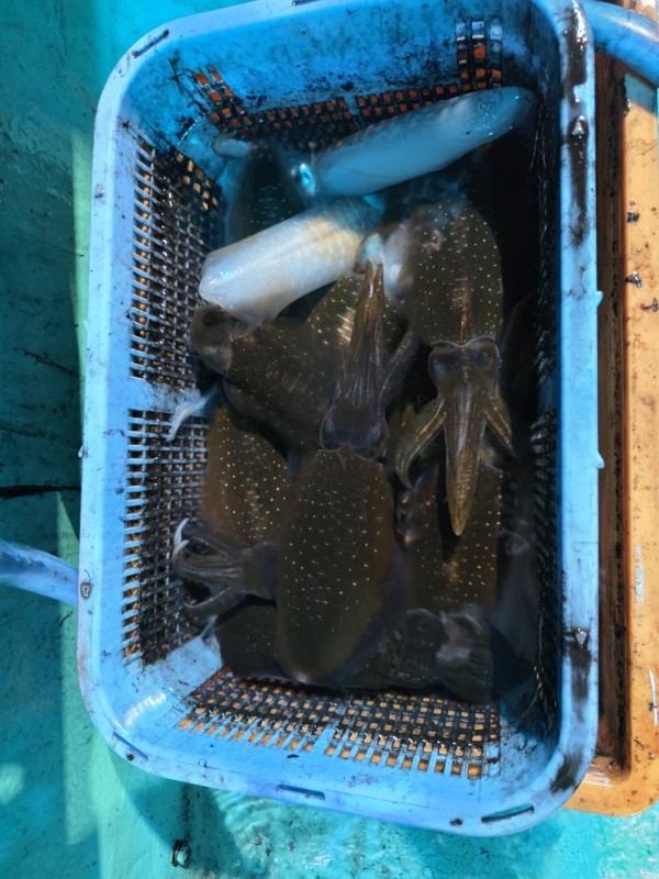 釣果写真