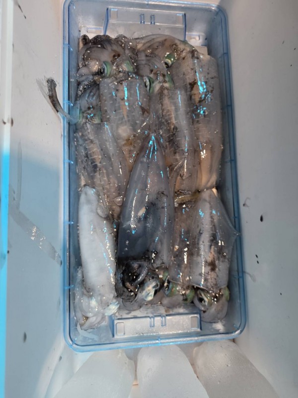 釣果写真
