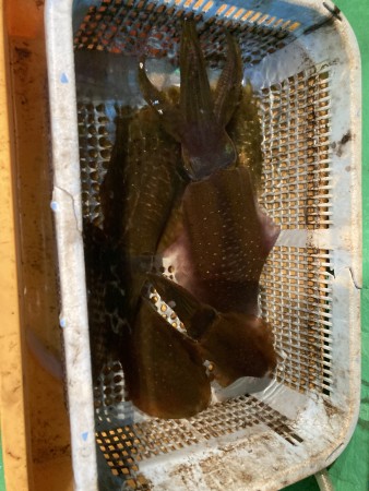 釣果写真