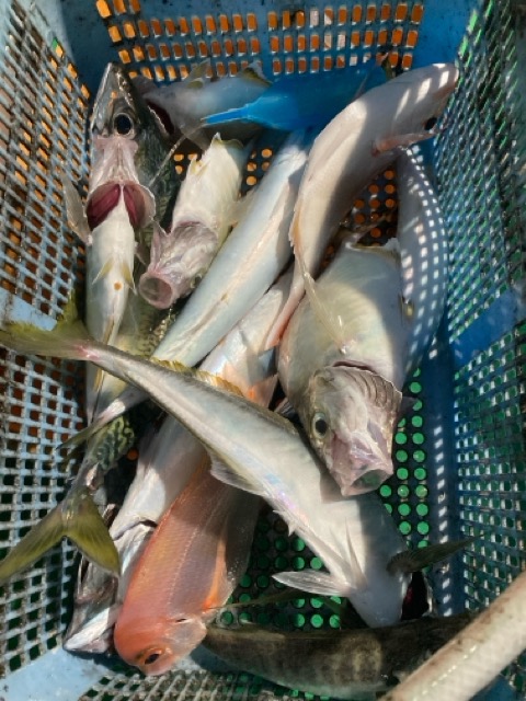 釣果写真