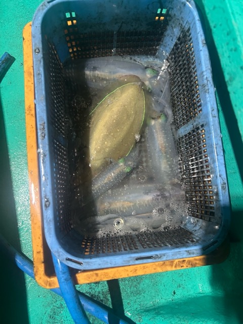 釣果写真