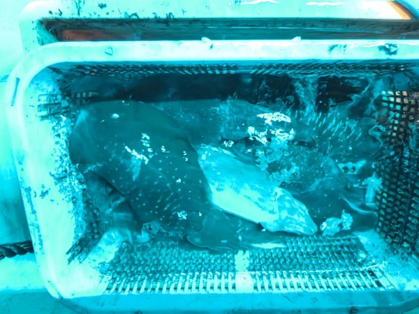 釣果写真