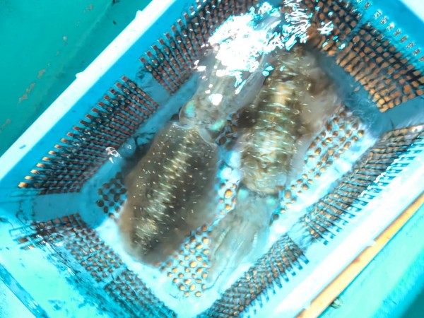 釣果写真