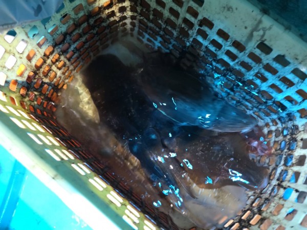 釣果写真