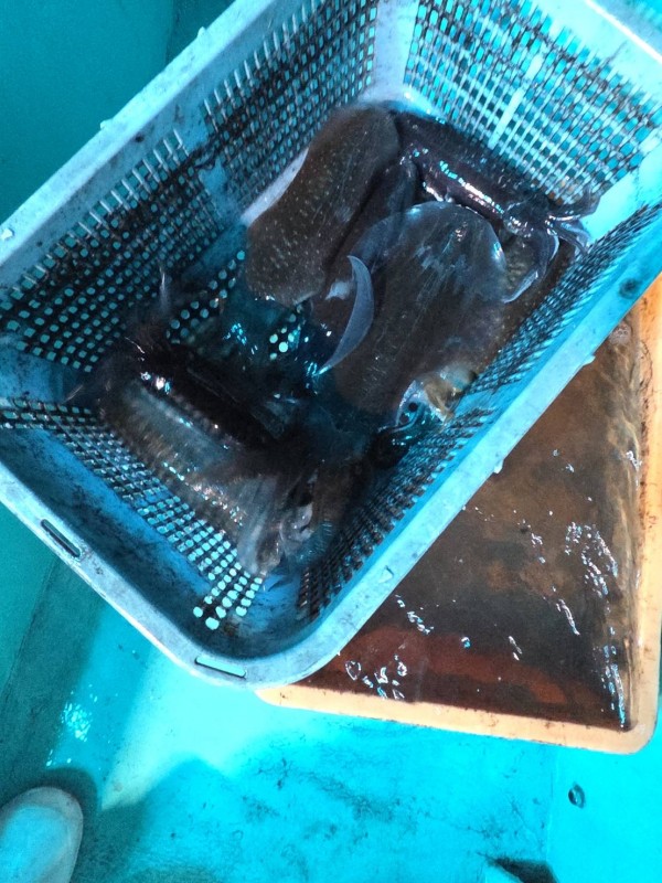 釣果写真