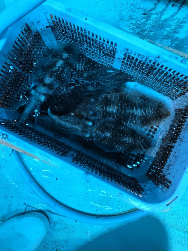 釣果写真