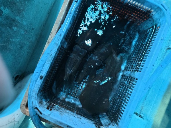釣果写真