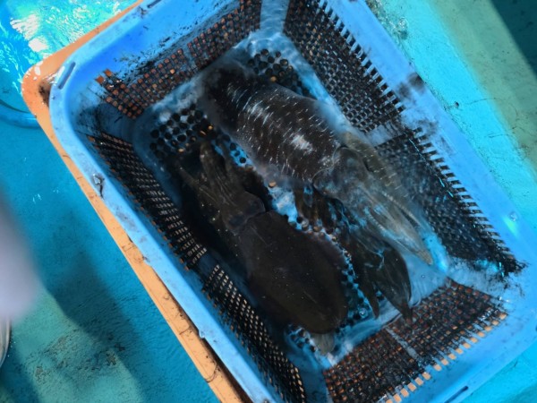 釣果写真