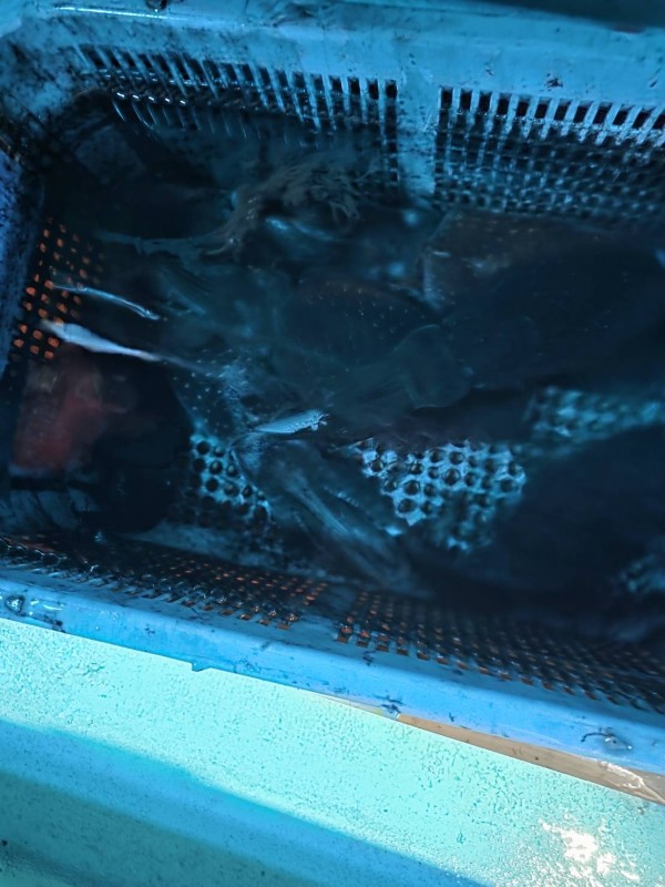 釣果写真