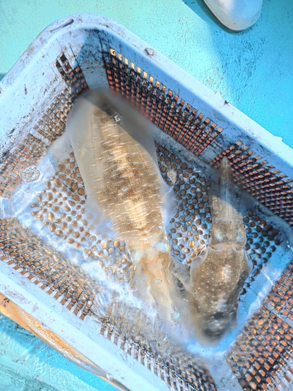 釣果写真