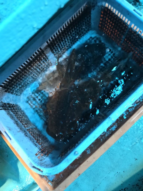 釣果写真