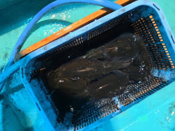 釣果写真